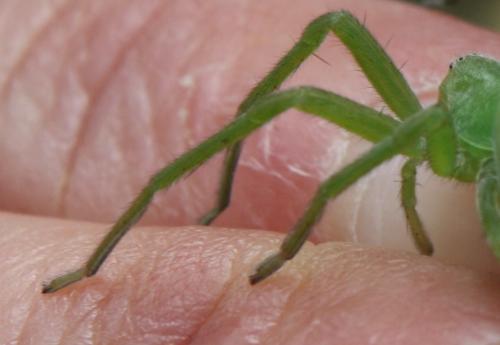 Micrommata virescens